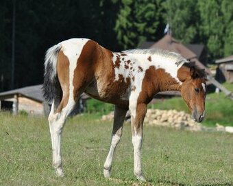 APH klisnička 2025
