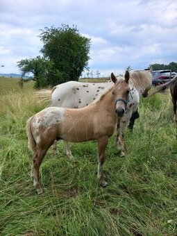 Appaloosa