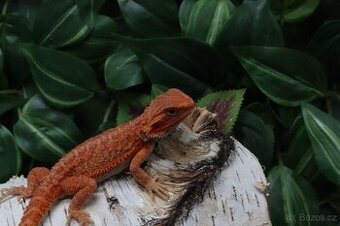 Agama vousatá - Coral