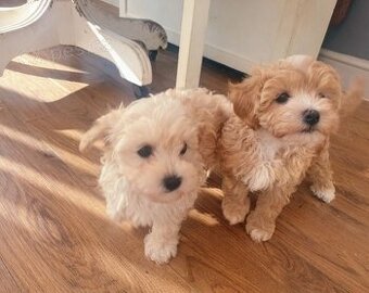 Maltipoo