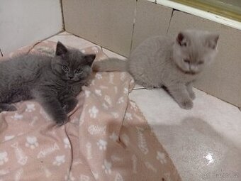 Britská modrá bez PP