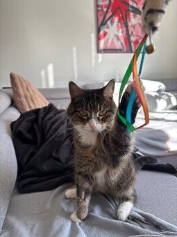 Daruji ošetřeného nalezence