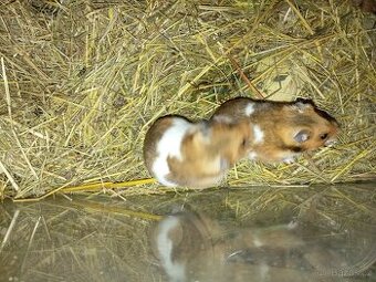 Křeček Syrský samice