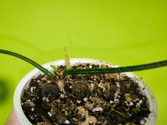 Philodendron Florida Beauty