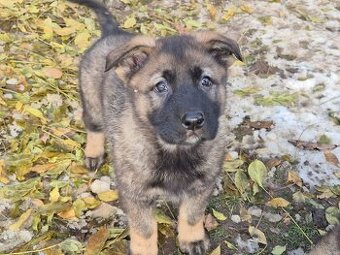 Štěňata Německého ovčáka bez PP