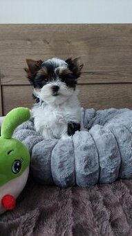 Biewer Terrier fenka Charlette