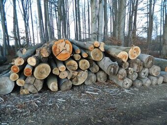 Palivové dřevo tvrdé