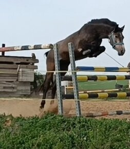 valášek pony B pro náročné