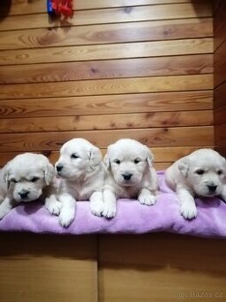 Štěňata zlatých retrivrů