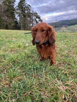 Krytí jezevčík dlouhosrstý