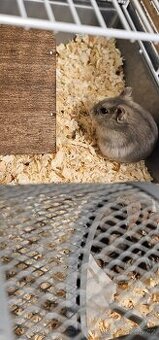 Darujeme křečka džungarského