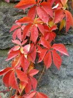 popínavá liána PŘÍSAVNÍK pětilistý (Psí víno)  - viz text