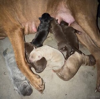 Výnimočné šteniatka americky bandog s rodokmenom k odberu
