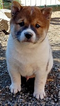 Shiba inu