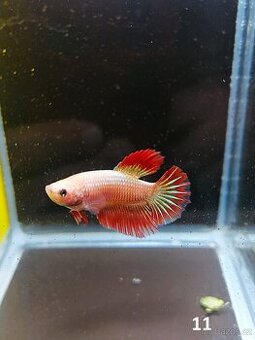 Betta Splendens - Betta bojovnice (Samec 11)