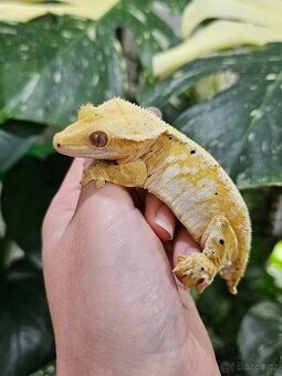 Pagekon řasnatý / ciliatus - samice