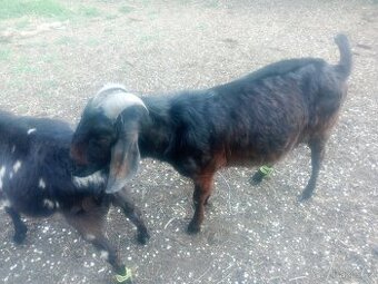 Kozel AN 2 roky - 1