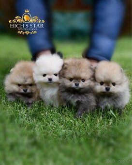 Pomeranian s PP FCI