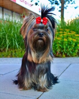 Jorkšírský teriér / Yorkshire Terrier s PP (FCI)