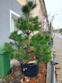 Vánoční stromeček - 1