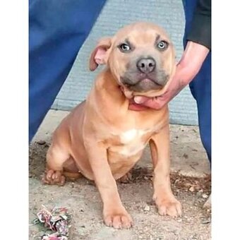 American Bully xl