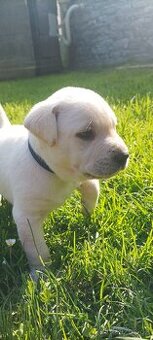 Štěňata labradora poslední 1 kluk