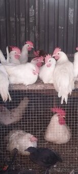 Leghorn