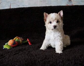 Yorkshire terrier s PP - jorkširsky terier