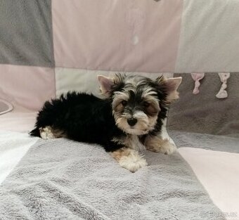 Yorkshire terrier s PP - jorkširsky terier