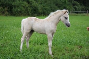 Luxusní welsh moutain pony