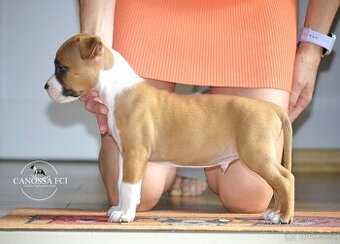 Americký stafordšírský teriér, pes po rodičích z USA