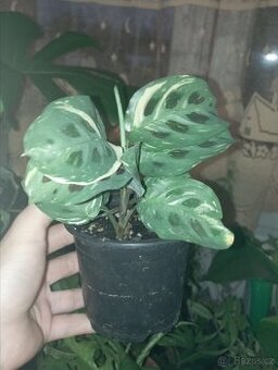 Panašovaná pokojová rostlina - Maranta leuconeura variegata