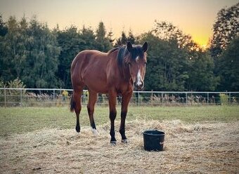 American quarter horse hřebec po Shiners Voodoo