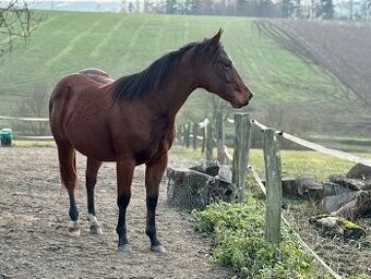 American quarter horse hřebec po Shiners Voodoo