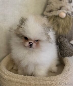 Pomeranian s PP FCI- IHNED K ODBĚRU 