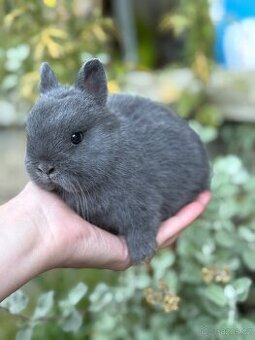 Zakrslý modrý s PP