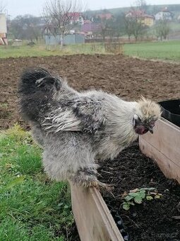 Prodám/vyměním kohouta Hedvábničky