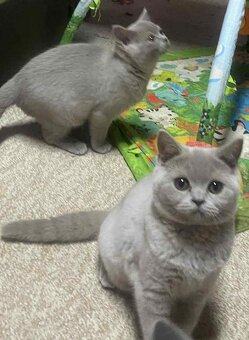 Britské kotě s PP - kocourek