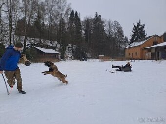 Belgický ovčák Malinois – Impulzivní hlídač, srdcem mazel