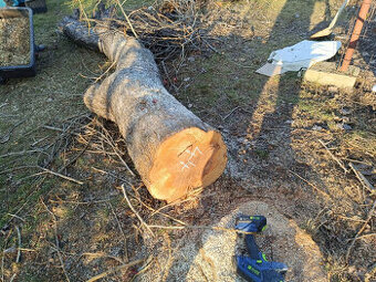 Prodam jablonovy kmen