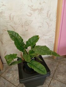 Philodendron overig - 1