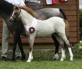 Roční klisna welsh pony B