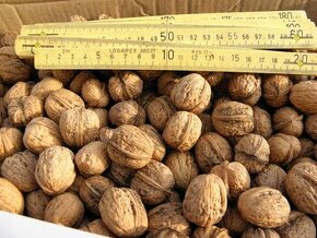 Vlašské ořechy z vlastní zahrady - 1
