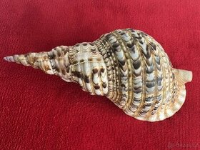 Charonia tritonis 336 mm - 1