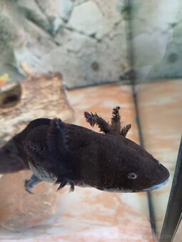 AXOLOTL Mexický černý