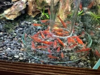 kreverky red cherry