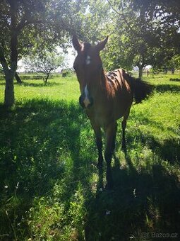 Welsh pony klisna - 1