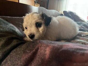Prodám štěně Jack russel teriér - 1