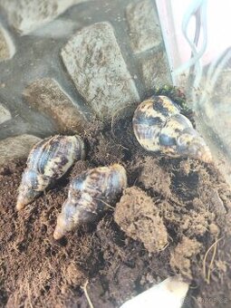 Šneci Achatina reticulata
