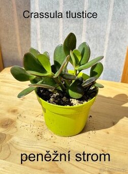 Crassula,Crassula ovata, tlustice, Money plant